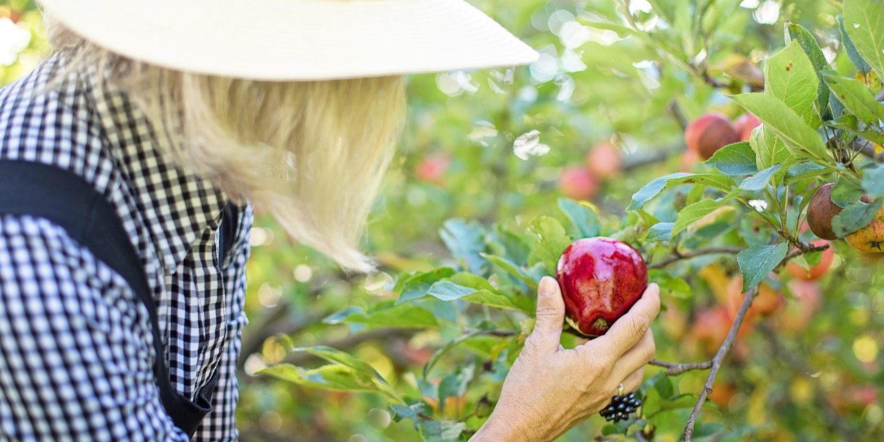 Recogida de frutas en el extranjero