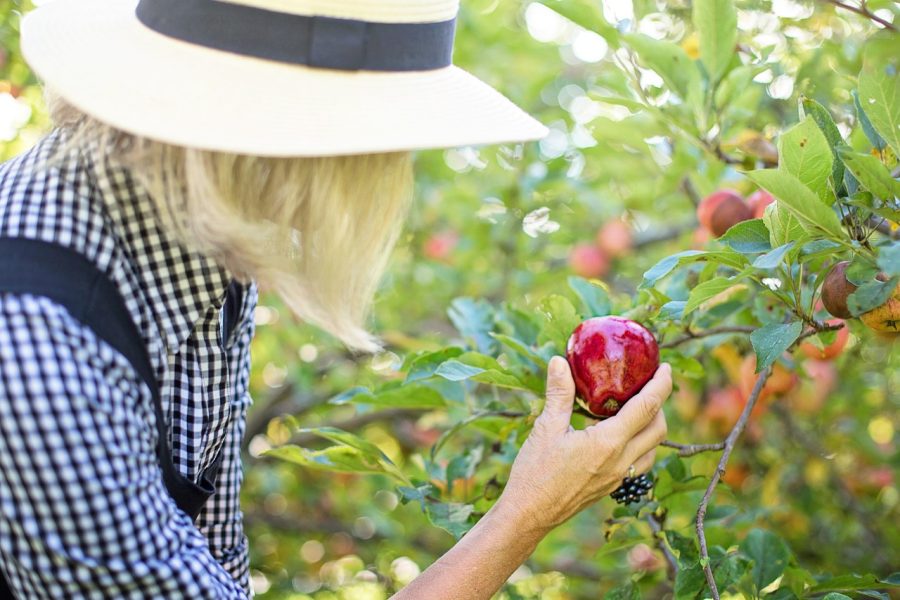 Recogida de frutas en el extranjero