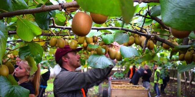 Working holiday visa Nueva Zelanda