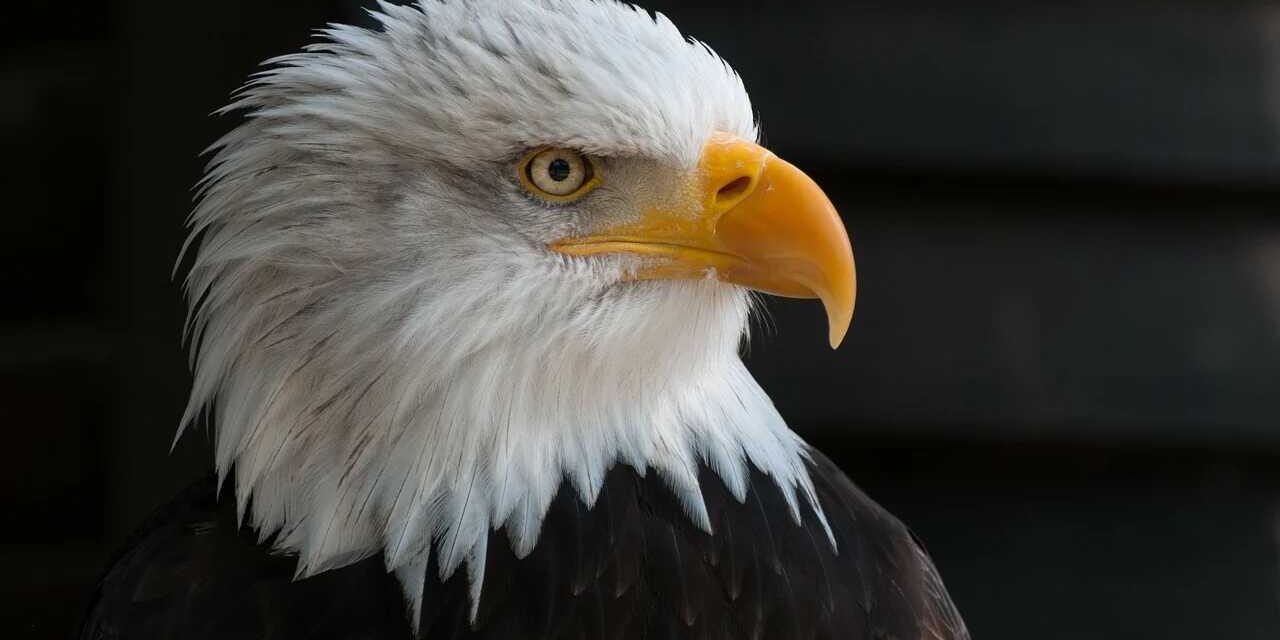 Vivere in USA pro e contro