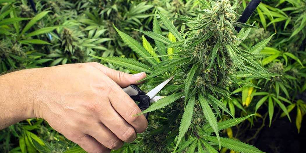 Trabajar en la cosecha de marihuana en California