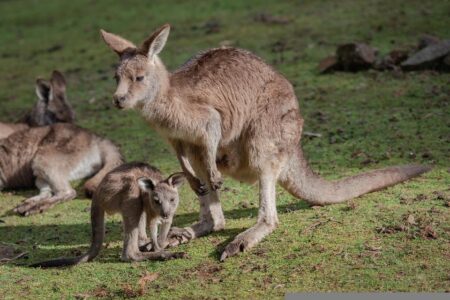 Trabajar en Australia