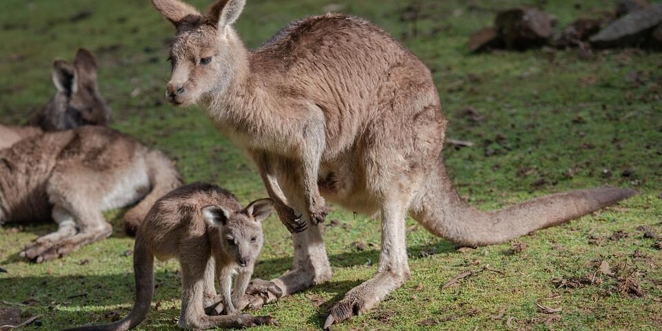 Trabajar en Australia