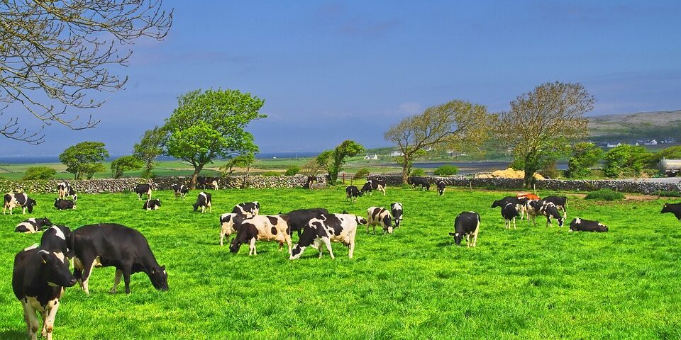 Trabajo agrícola de temporada en Irlanda
