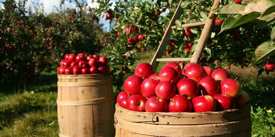 Trabajo agrícola de temporada en Holanda