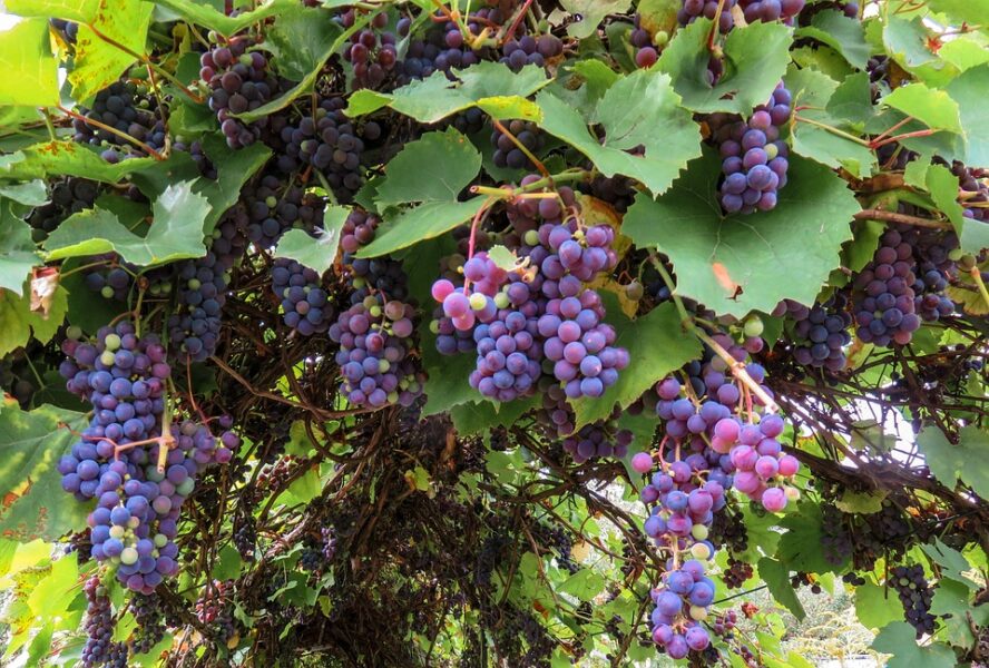 Grape harvesting in France