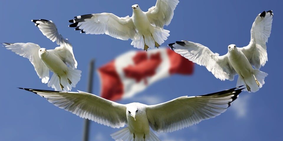 Visa de trabajo y vacaciones para Canadá