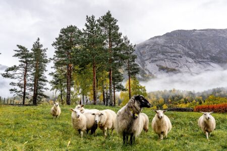 Offerta di lavoro in agricoltura in Norvegia