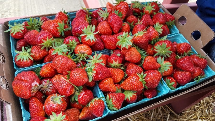 Lavoro in aziende agricole in Finlandia