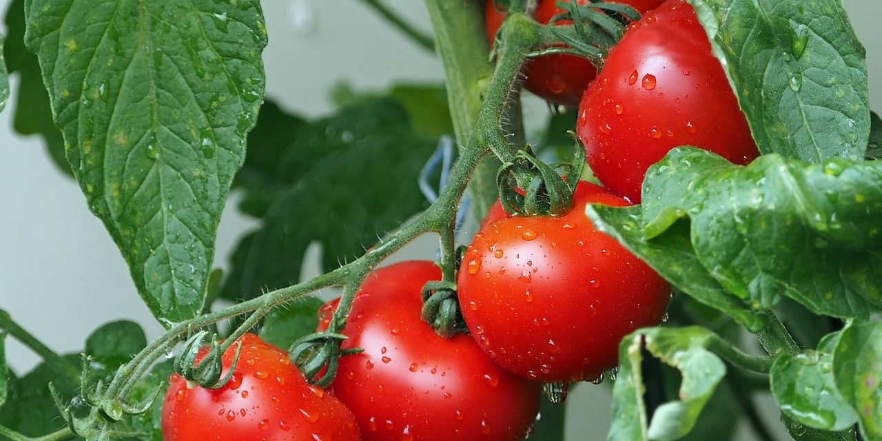 Raccogliere pomodori in Olanda