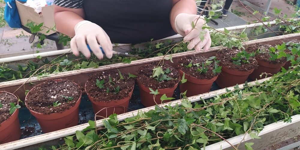 Addetti alla lavorazione piante, nei Paesi Bassi